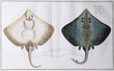 Skate: pub. by Black, c.1790 by Andreas Ludwig Kruger